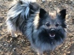 black_mouth_pom_cur_20211215_1318566721